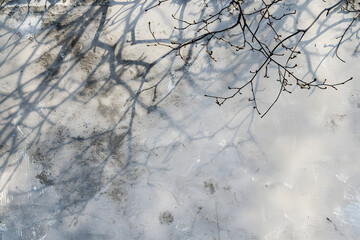 Obraz premium Natural Shadow Overlay of Bare Tree Branches on a Textured Concrete Wall Background for Creative Transparent Effects
