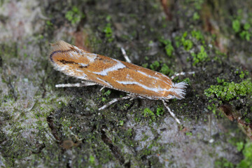 Cameraria ohridella (horse-chestnut leaf miner) on Horse Chestnut showing markings and detail. A moth on the bark of a chestnut tree. Ultralacro.
