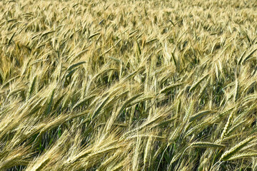 Ripe ears of rye in the field