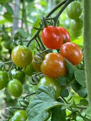 Homemade tomatoes ripen on a bush branch. Green and red tomatoes growing in a garden bed, close-up.