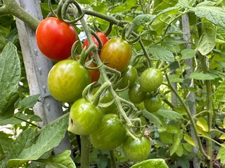 Homemade tomatoes ripen on a bush branch. Green and red tomatoes growing in a garden bed, close-up.