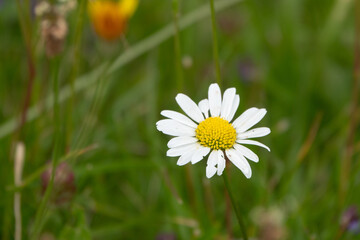 kleines Gänseblümchen auf einer saftig grünen Wiese als Bienenweide in einer Stadt © loerke.foto