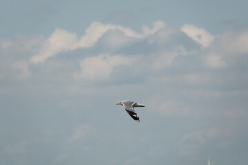 Einsame Möwe am Himmel - alleine, glücklich und frei