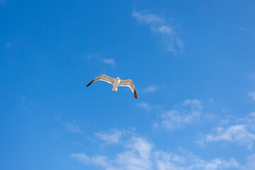 A seagull is gracefully soaring in a clear blue sky with a few scattered clouds on a sunny day, capturing the essence of freedom, peace, and nature in this serene view.