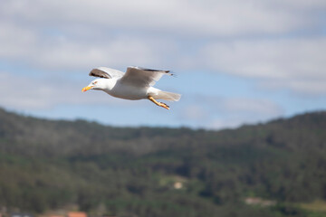 A seagull is gracefully soaring in a clear blue sky with a few scattered clouds on a sunny day, capturing the essence of freedom, peace, and nature in this serene view.