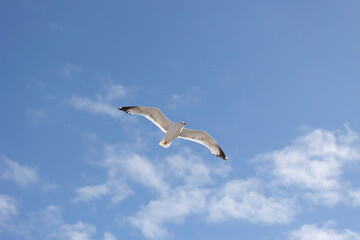 A seagull is gracefully soaring in a clear blue sky with a few scattered clouds on a sunny day, capturing the essence of freedom, peace, and nature in this serene view.