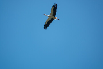 majestätischer Storch auf seinem Flug über den sommerlichen Himmel