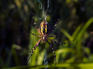 Argiope bruennichi close up on a spider web isolated. Large predator spider with yellow stripes.