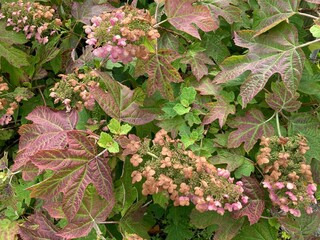 hydrangea in the garden