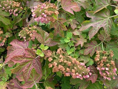 hydrangea in the garden