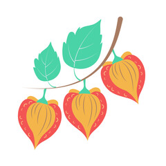 japan obon summer festival. Cartoon vector illustration o f the physalis