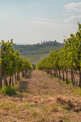 vineyard in Tuscany