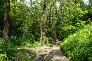the streambed in the forest