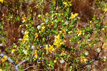 Central Sonora Desert Arizona Wildflowers