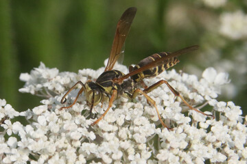 Northern Paper Wasp