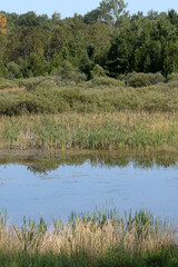 Marsh scenics