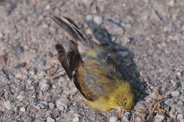 Road Killed Gold Finch