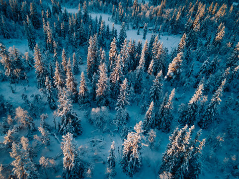 Winter Sunrise Illuminating Snowy Pines in Ringebu, Norway