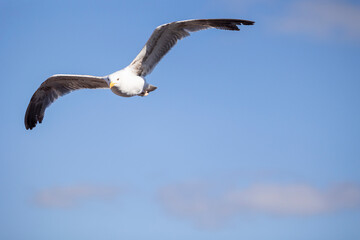 A seagull is gracefully soaring in a clear blue sky with a few scattered clouds on a sunny day, capturing the essence of freedom, peace, and nature in this serene view.