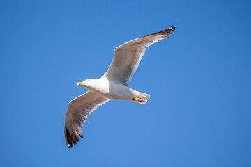 A seagull is gracefully soaring in a clear blue sky with a few scattered clouds on a sunny day, capturing the essence of freedom, peace, and nature in this serene view.