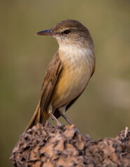 Oriental Reed Warbler animal portrait close up shot.
