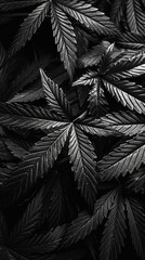 Monochromatic black cannabis leaves background with intense dramatic lighting