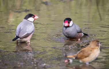Java sparrow on the ground animal portrait.