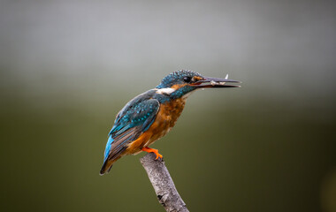 Common kingfisher on the branch tree animal portrait.