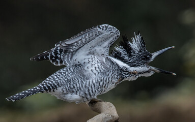  Crested Kingfisher on the branch at Chiang Dao District Chiangmai Province Thailand ( animal portrait ).