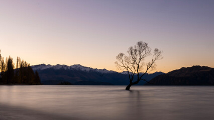 Wanaka The tree, New Zealand