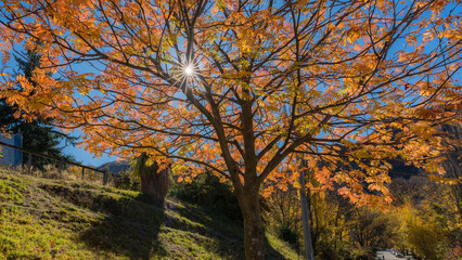 trees in autumn