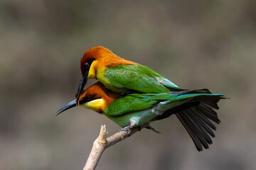 Chestnut-headed Bee-eater on the branch close up shot.