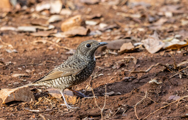 White-throated Rockthrush (female) animal portrait close up shot.