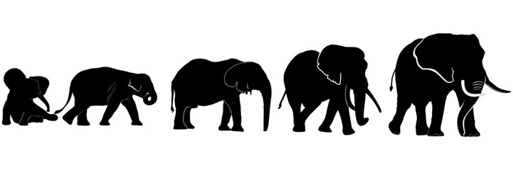 set elephant silhouette illustration background