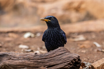 Blue Whistling-thrush (Myophonus caeruleus) on the ground animal portrait.