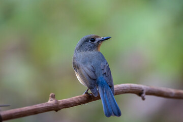 Indochinese Blue Flycatcher on the branch animal portrait.