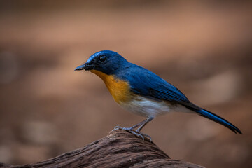 Indochinese Blue Flycatcher on the branch animal portrait.