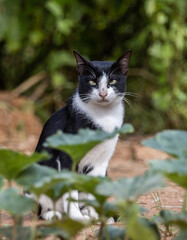 A cat with white and black stripes is in the garden.