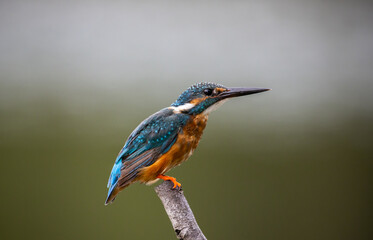 Fototapeta premium Common kingfisher on the branch tree animal portrait.