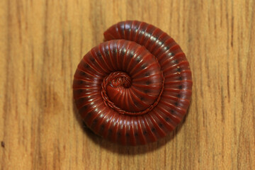 Millipede on a wooden background, closeup of photo.

