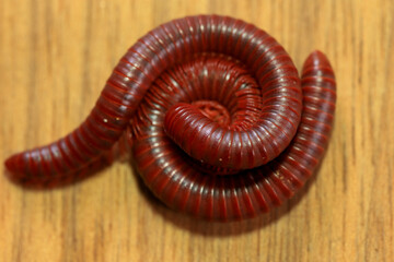 Millipede on a wooden background, closeup of photo.
