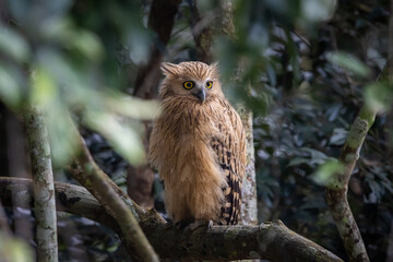 Buffy fish owl on the branch tree animal portrait.