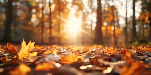 Golden Autumn Leaves: A close-up shot of vibrant autumn leaves scattered on the forest floor, bathed in the warm glow of the setting sun.  A sense of tranquility and beauty pervades the scene