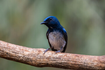  Hainan Blue Flycatcher on the branch thee animal portrait.