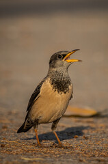 Rosy Starling animal portrait in park of Thailand.