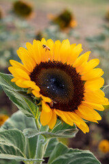 Obraz premium sunflower