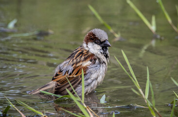 House Sparrow playing in a puddle on the floor along the walkway.