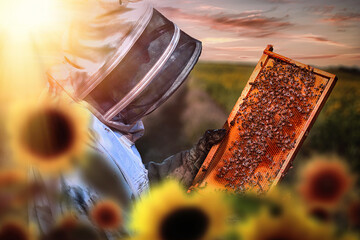 Beekeeper inspecting honeycomb at sunset in a sunflower field.