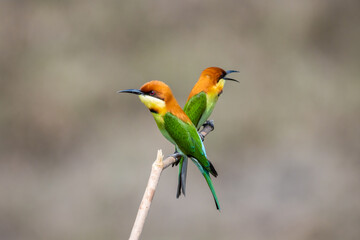 Chestnut-headed Bee-eater on the branch close up shot.