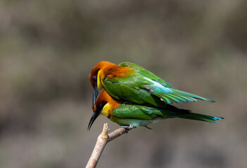 Chestnut-headed Bee-eater on the branch close up shot.